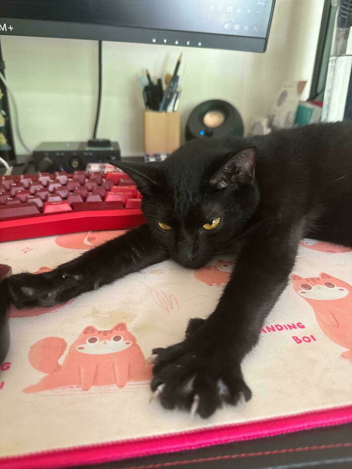 80 Cat Claw Pictures That Serve As A Gentle Reminder Of Who Is In Charge