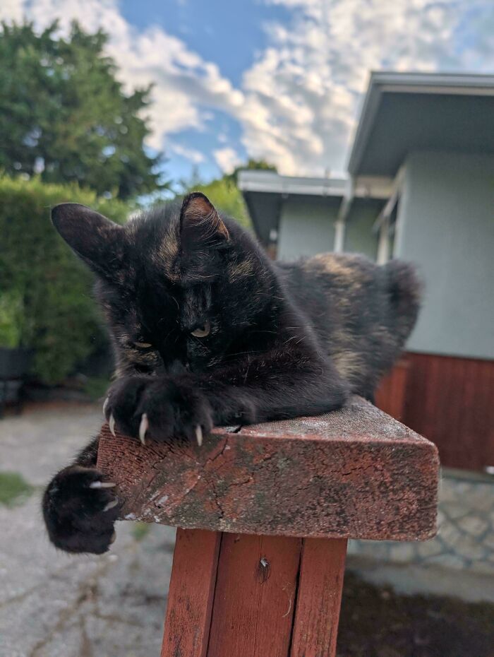 80 Cat Claw Pictures That Serve As A Gentle Reminder Of Who Is In Charge