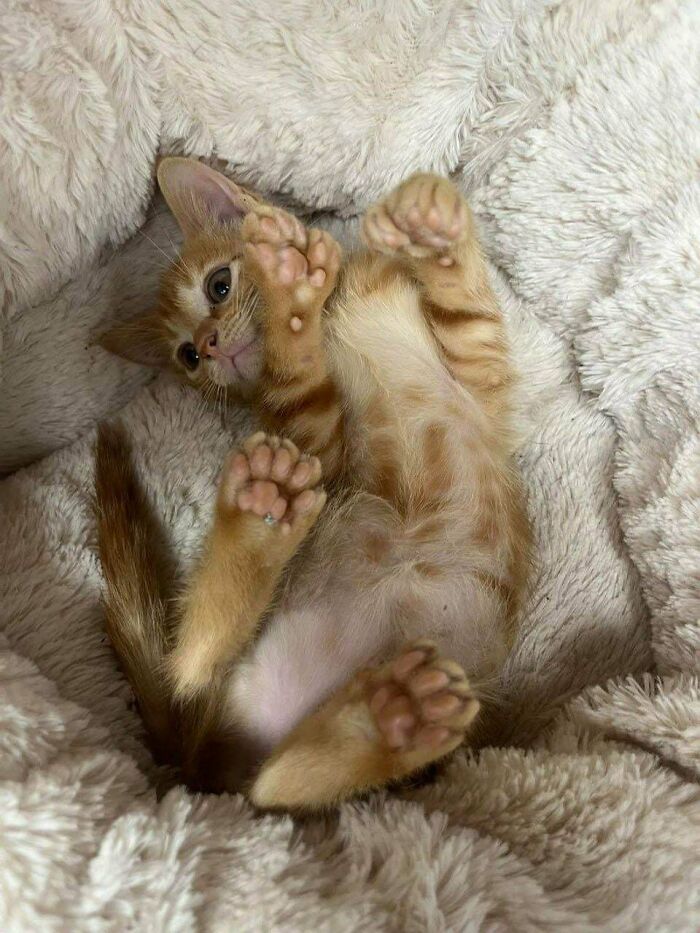 80 Cat Claw Pictures That Serve As A Gentle Reminder Of Who Is In Charge