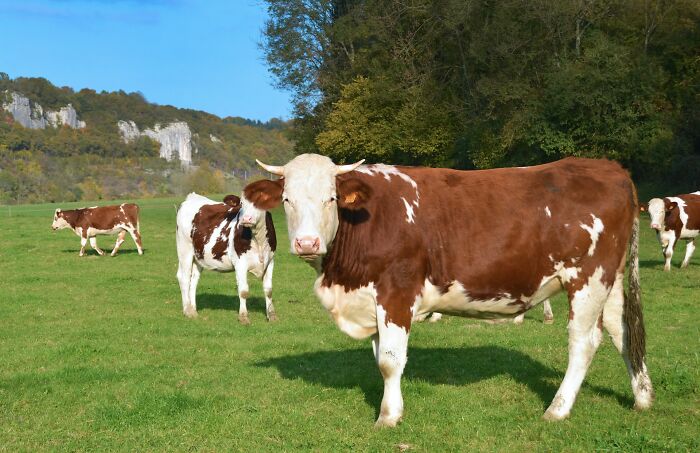 “The Cow Got Out!”: 57 Times Weddings Served Up Much More Than Romance And Rings “The Cow Got Out!”: 57 Times Weddings Served Up Much More Than Romance And Rings