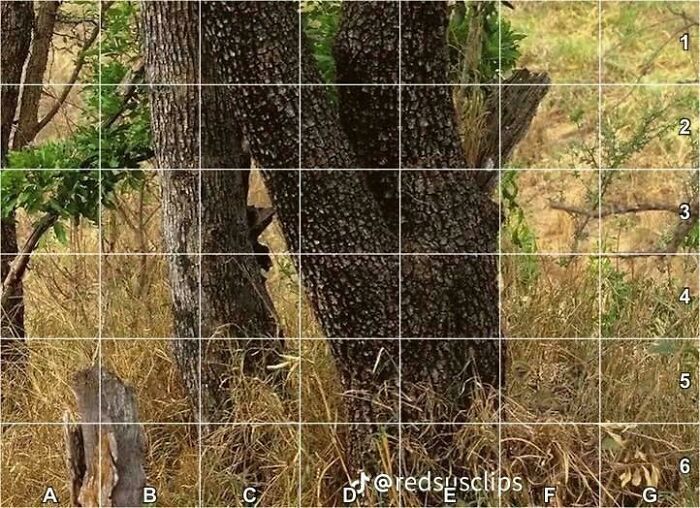 90 Unbelievably Well-Camouflaged Things That Take Forever To Spot (New Pics) 90 Unbelievably Well-Camouflaged Things That Take Forever To Spot (New Pics)