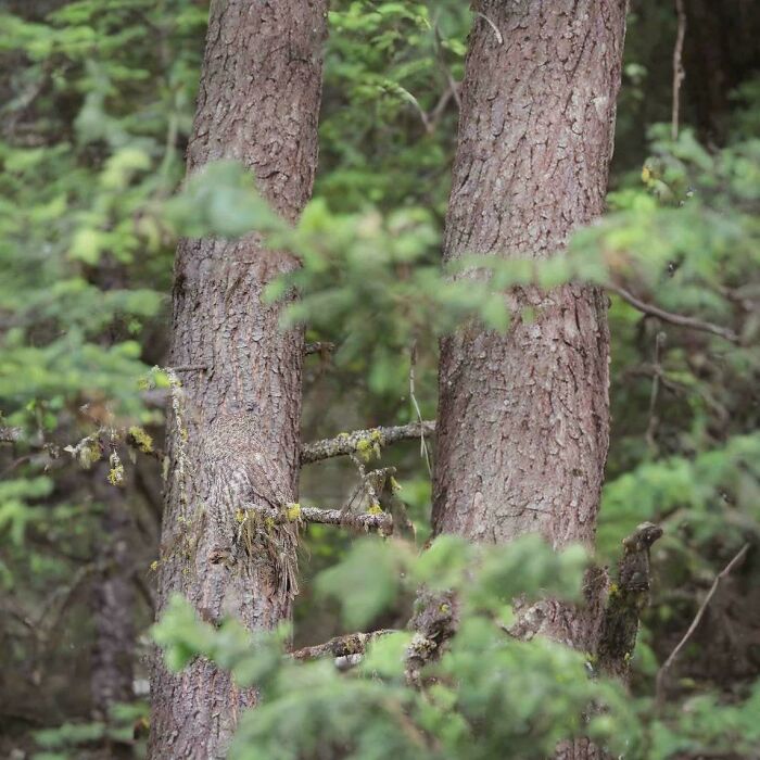 90 Unbelievably Well-Camouflaged Things That Take Forever To Spot (New Pics) 90 Unbelievably Well-Camouflaged Things That Take Forever To Spot (New Pics)