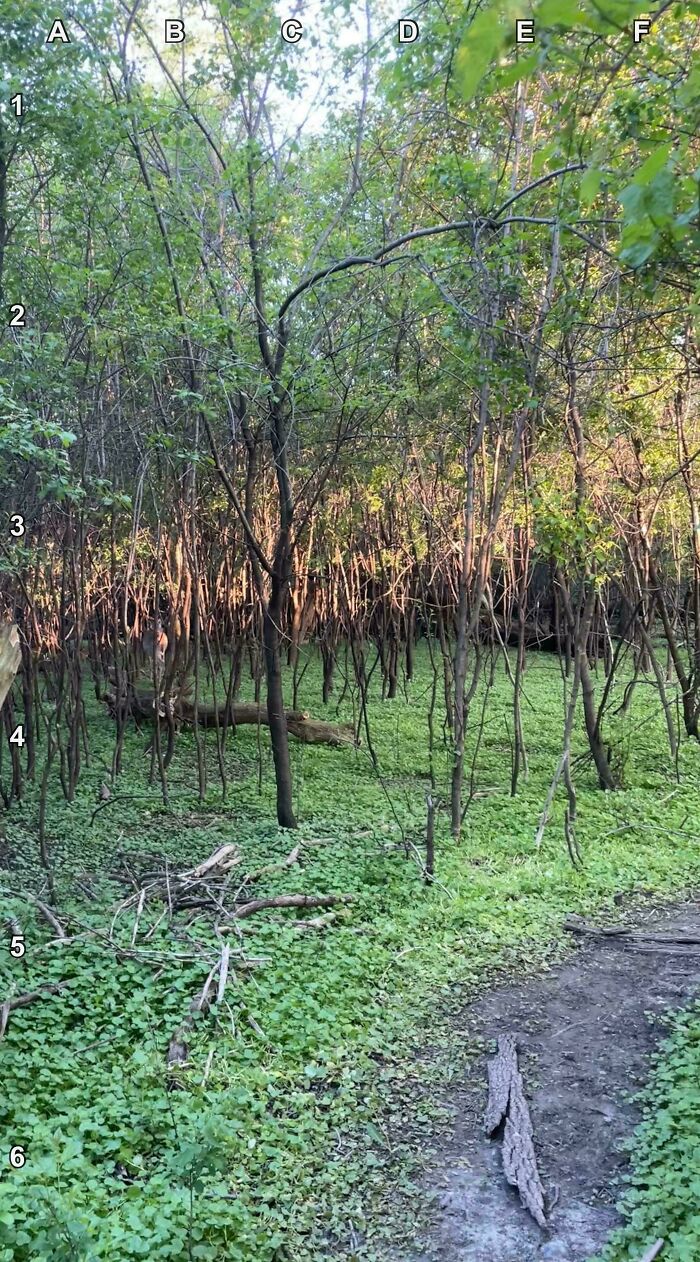 90 Unbelievably Well-Camouflaged Things That Take Forever To Spot (New Pics) 90 Unbelievably Well-Camouflaged Things That Take Forever To Spot (New Pics)
