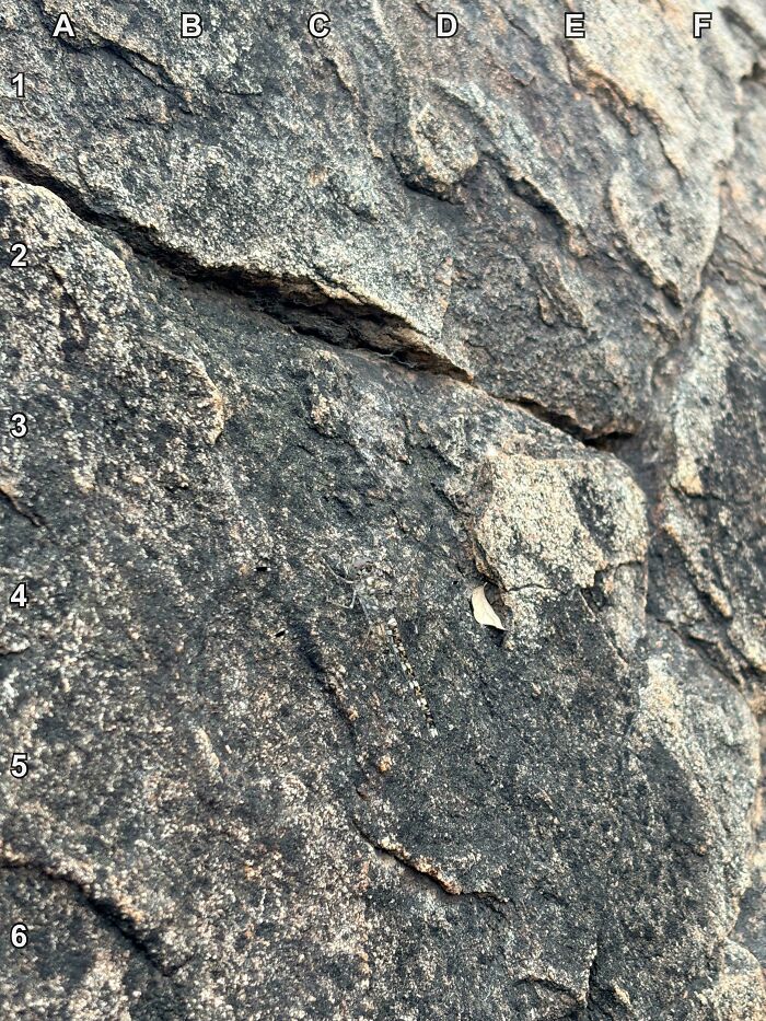 90 Unbelievably Well-Camouflaged Things That Take Forever To Spot (New Pics) 90 Unbelievably Well-Camouflaged Things That Take Forever To Spot (New Pics)