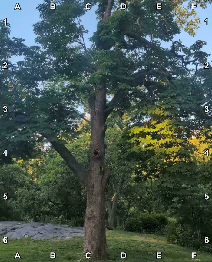 90 Unbelievably Well-Camouflaged Things That Take Forever To Spot (New Pics) 90 Unbelievably Well-Camouflaged Things That Take Forever To Spot (New Pics)