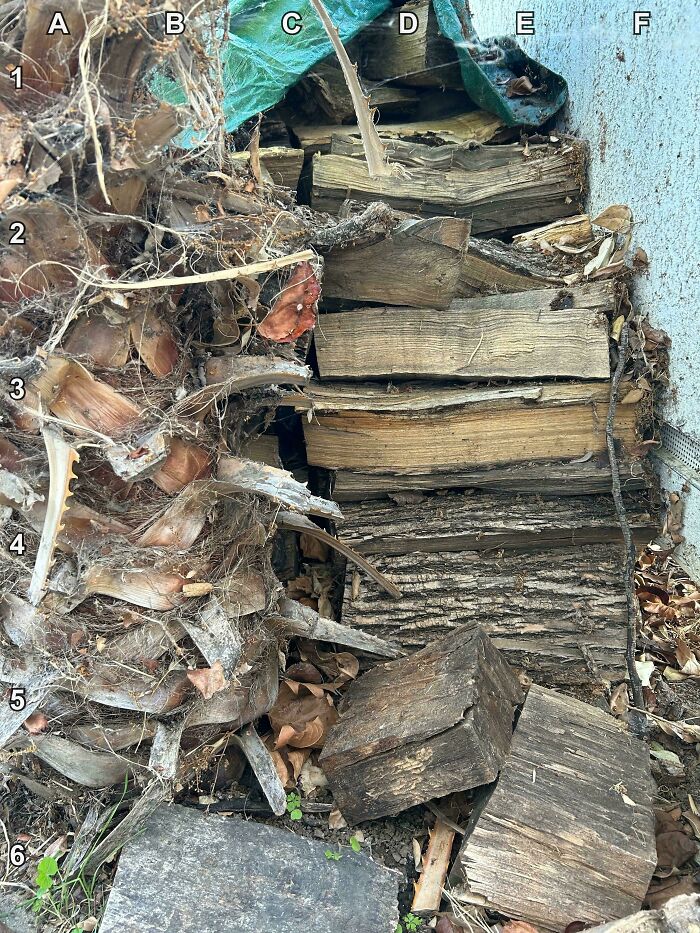 90 Unbelievably Well-Camouflaged Things That Take Forever To Spot (New Pics) 90 Unbelievably Well-Camouflaged Things That Take Forever To Spot (New Pics)