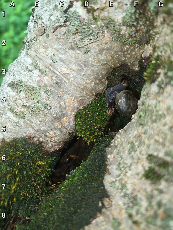 90 Unbelievably Well-Camouflaged Things That Take Forever To Spot (New Pics) 90 Unbelievably Well-Camouflaged Things That Take Forever To Spot (New Pics)