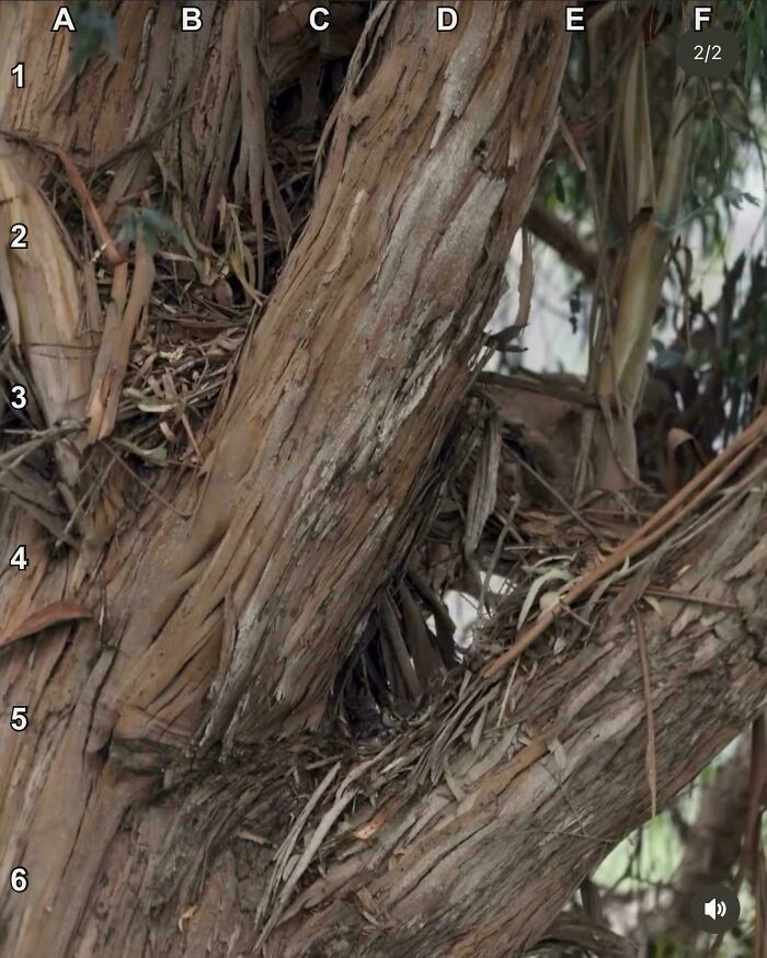 90 Unbelievably Well-Camouflaged Things That Take Forever To Spot (New Pics) 90 Unbelievably Well-Camouflaged Things That Take Forever To Spot (New Pics)