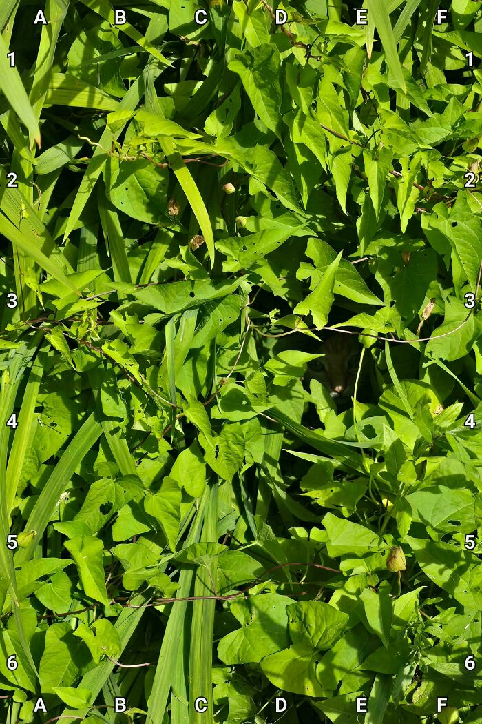 90 Unbelievably Well-Camouflaged Things That Take Forever To Spot (New Pics) 90 Unbelievably Well-Camouflaged Things That Take Forever To Spot (New Pics)
