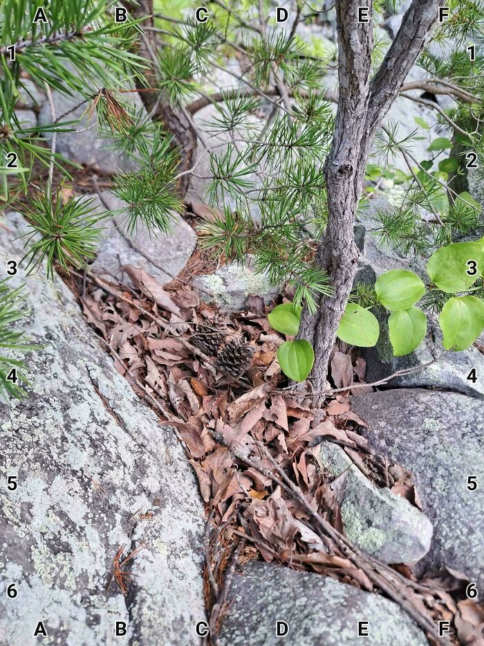90 Unbelievably Well-Camouflaged Things That Take Forever To Spot (New Pics) 90 Unbelievably Well-Camouflaged Things That Take Forever To Spot (New Pics)