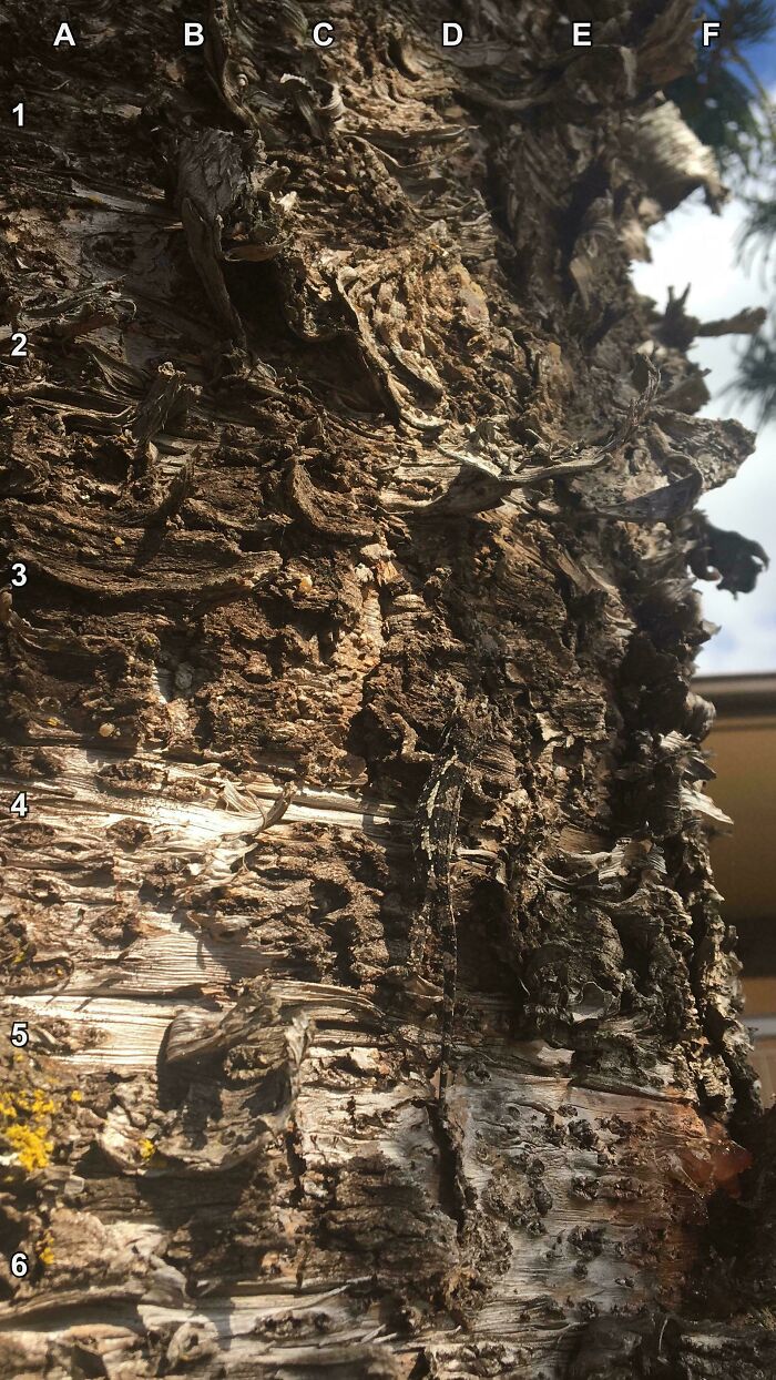 90 Unbelievably Well-Camouflaged Things That Take Forever To Spot (New Pics) 90 Unbelievably Well-Camouflaged Things That Take Forever To Spot (New Pics)