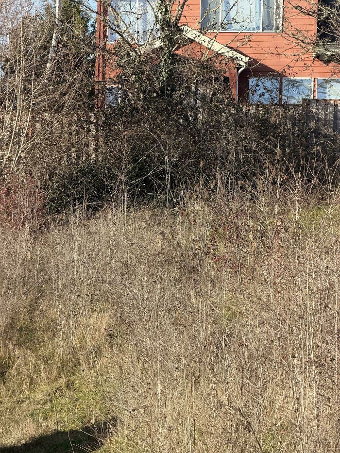 90 Unbelievably Well-Camouflaged Things That Take Forever To Spot (New Pics) 90 Unbelievably Well-Camouflaged Things That Take Forever To Spot (New Pics)