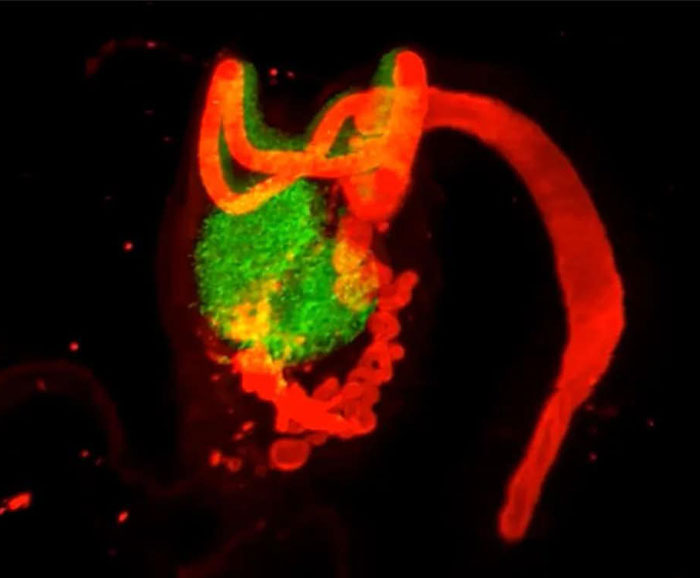 This Female Body Part Was Deemed Useless And Erased From Textbooks, Now Scientists Say They Got It Wrong