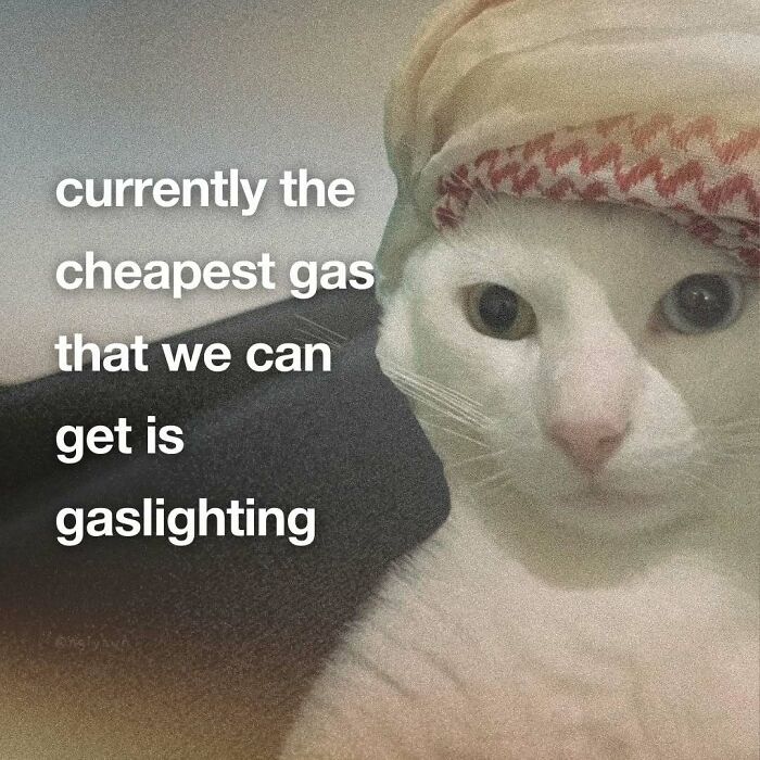 89 Relatable Cat Memes That Might Make You Say &ldquo;Honestly, Same&rdquo;