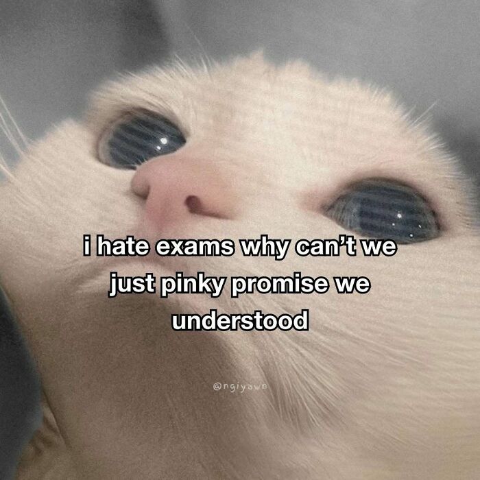 89 Relatable Cat Memes That Might Make You Say &ldquo;Honestly, Same&rdquo;