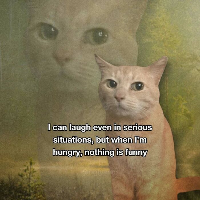 89 Relatable Cat Memes That Might Make You Say &ldquo;Honestly, Same&rdquo;