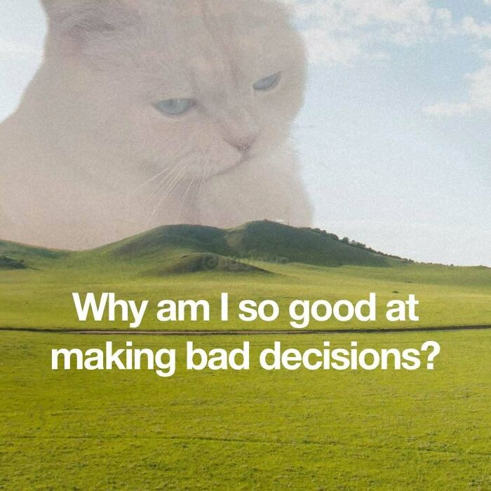89 Relatable Cat Memes That Might Make You Say &ldquo;Honestly, Same&rdquo;