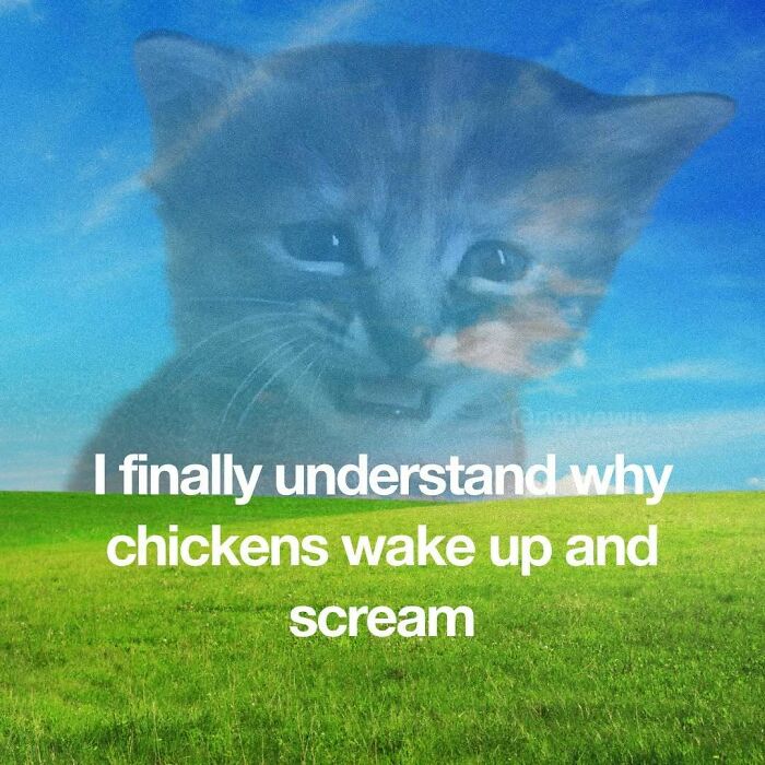 89 Relatable Cat Memes That Might Make You Say &ldquo;Honestly, Same&rdquo;