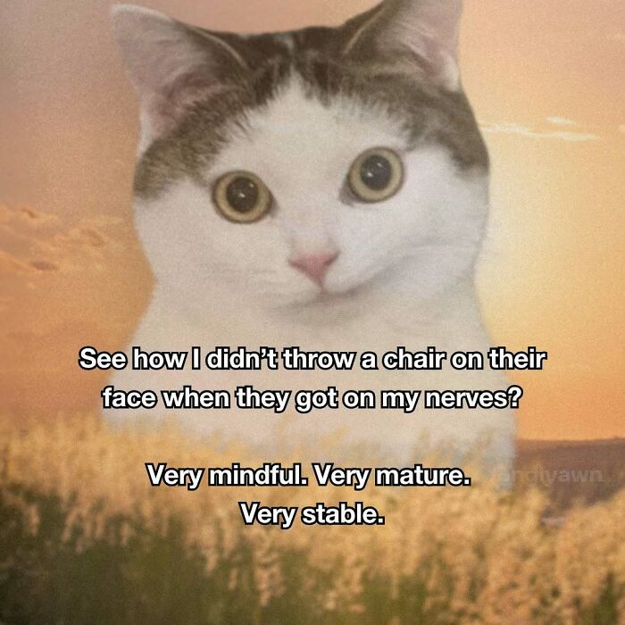 89 Relatable Cat Memes That Might Make You Say &ldquo;Honestly, Same&rdquo;