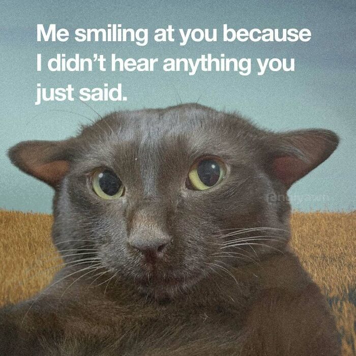 89 Relatable Cat Memes That Might Make You Say &ldquo;Honestly, Same&rdquo;