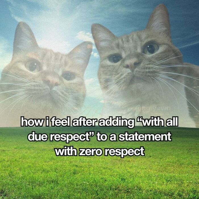 89 Relatable Cat Memes That Might Make You Say &ldquo;Honestly, Same&rdquo;