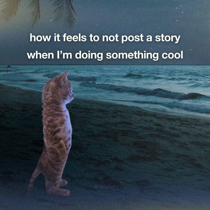 89 Relatable Cat Memes That Might Make You Say &ldquo;Honestly, Same&rdquo;