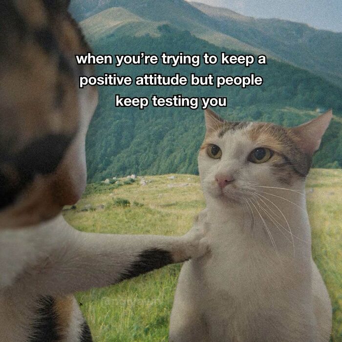 89 Relatable Cat Memes That Might Make You Say &ldquo;Honestly, Same&rdquo;