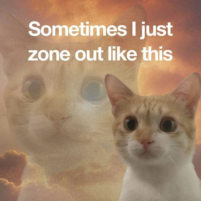 89 Relatable Cat Memes That Might Make You Say &ldquo;Honestly, Same&rdquo;