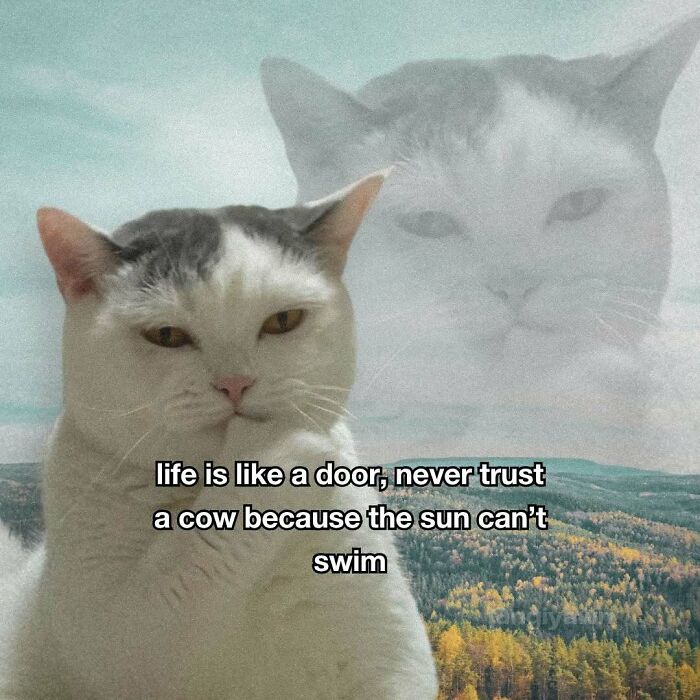 89 Relatable Cat Memes That Might Make You Say &ldquo;Honestly, Same&rdquo;