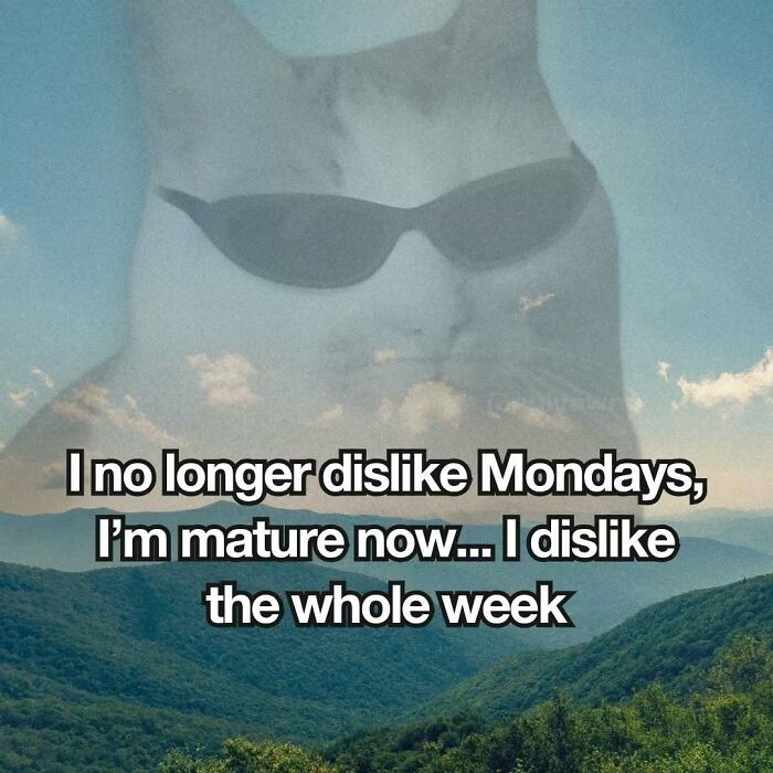 89 Relatable Cat Memes That Might Make You Say &ldquo;Honestly, Same&rdquo;