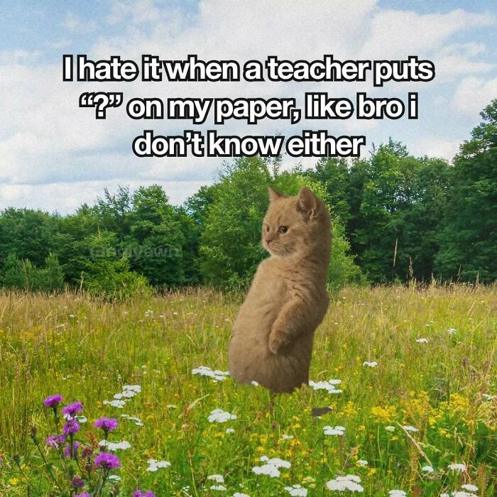 89 Relatable Cat Memes That Might Make You Say &ldquo;Honestly, Same&rdquo;