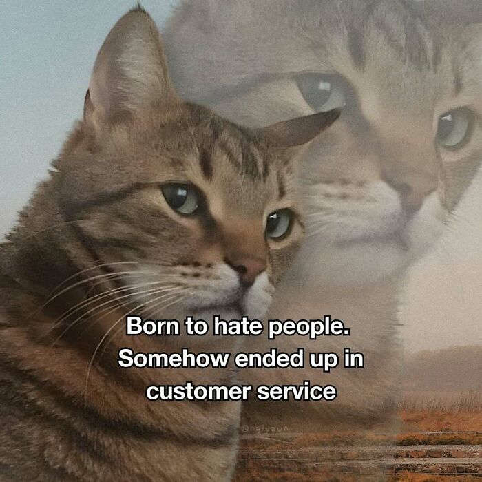 89 Relatable Cat Memes That Might Make You Say &ldquo;Honestly, Same&rdquo;