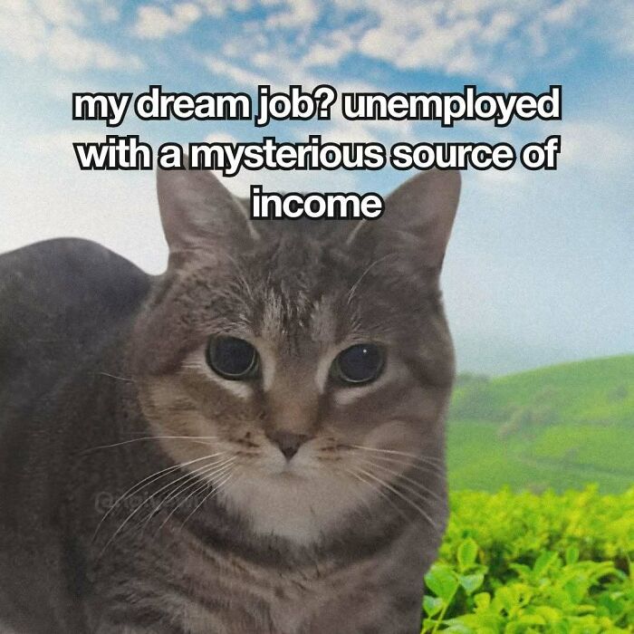 89 Relatable Cat Memes That Might Make You Say &ldquo;Honestly, Same&rdquo;