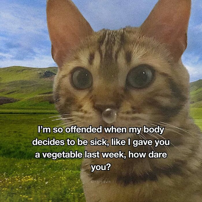 89 Relatable Cat Memes That Might Make You Say &ldquo;Honestly, Same&rdquo;