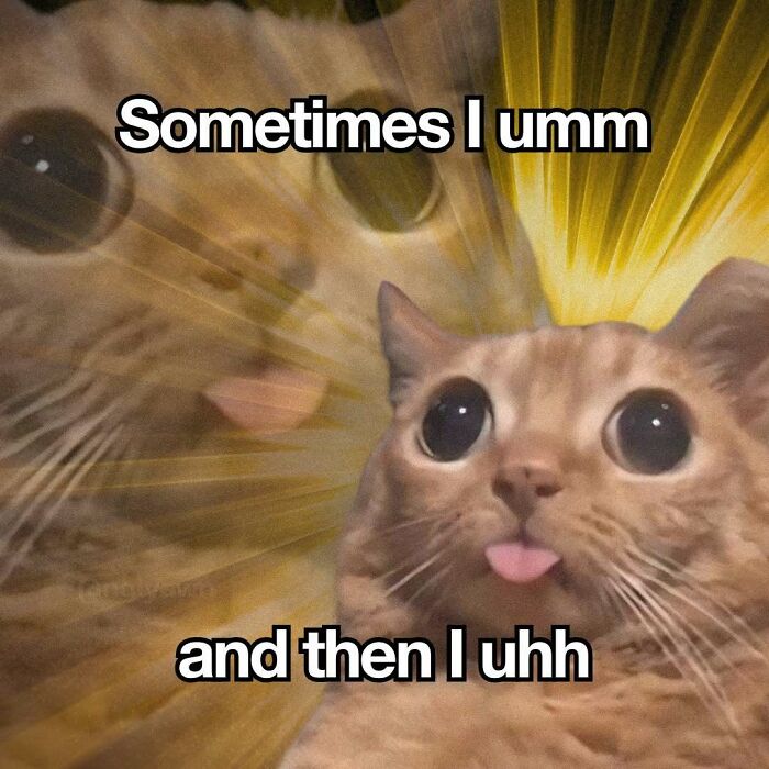 89 Relatable Cat Memes That Might Make You Say &ldquo;Honestly, Same&rdquo;