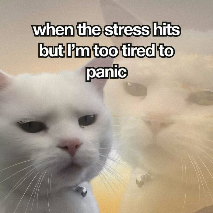 89 Relatable Cat Memes That Might Make You Say &ldquo;Honestly, Same&rdquo;