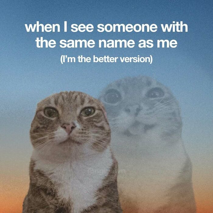 89 Relatable Cat Memes That Might Make You Say &ldquo;Honestly, Same&rdquo;