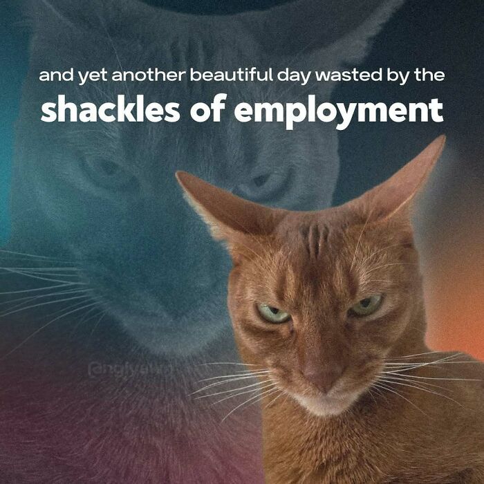 89 Relatable Cat Memes That Might Make You Say &ldquo;Honestly, Same&rdquo;