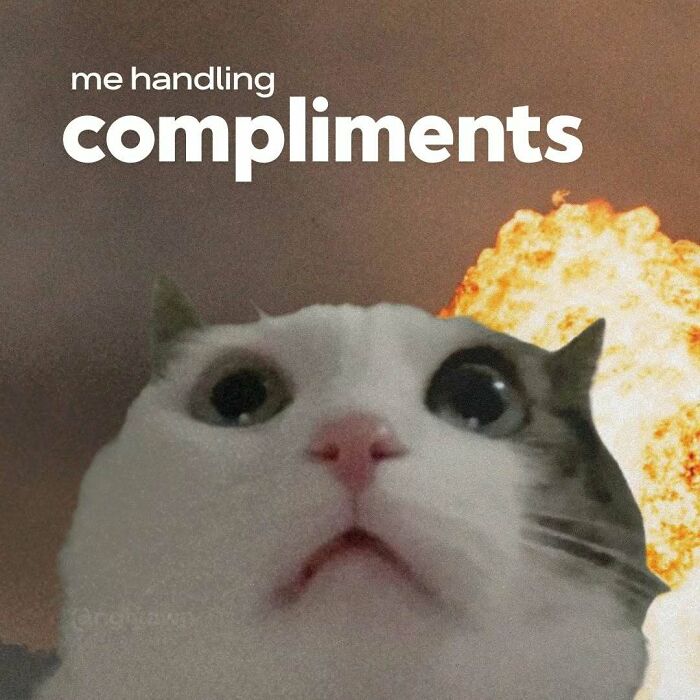 89 Relatable Cat Memes That Might Make You Say &ldquo;Honestly, Same&rdquo;