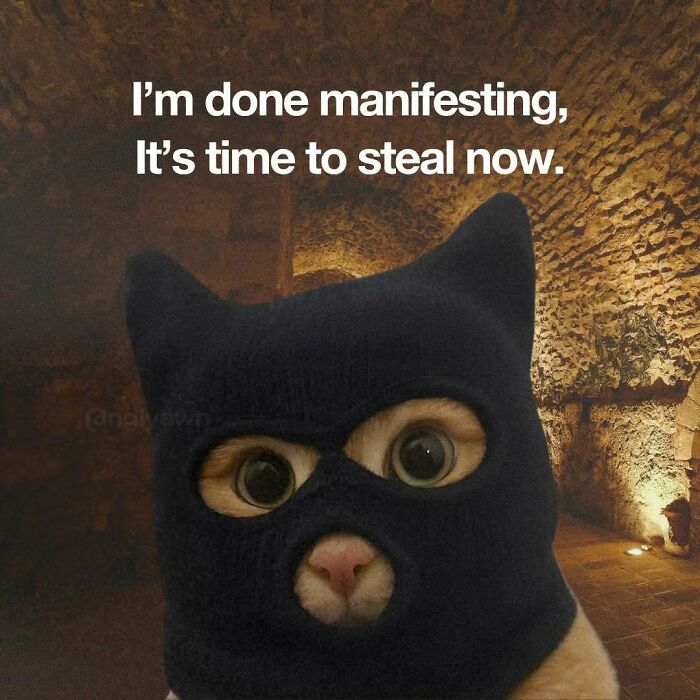 89 Relatable Cat Memes That Might Make You Say &ldquo;Honestly, Same&rdquo;