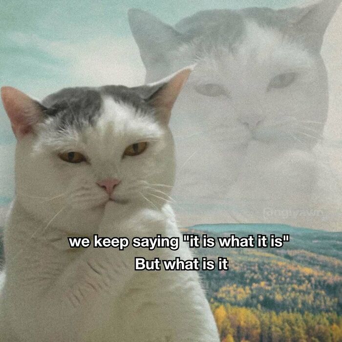 89 Relatable Cat Memes That Might Make You Say &ldquo;Honestly, Same&rdquo;