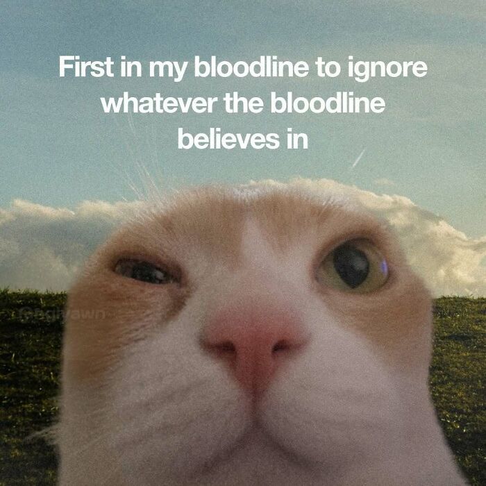 89 Relatable Cat Memes That Might Make You Say &ldquo;Honestly, Same&rdquo;