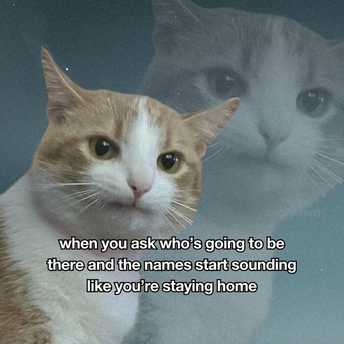 89 Relatable Cat Memes That Might Make You Say &ldquo;Honestly, Same&rdquo;