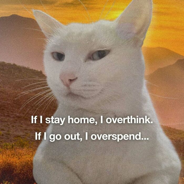 89 Relatable Cat Memes That Might Make You Say &ldquo;Honestly, Same&rdquo;