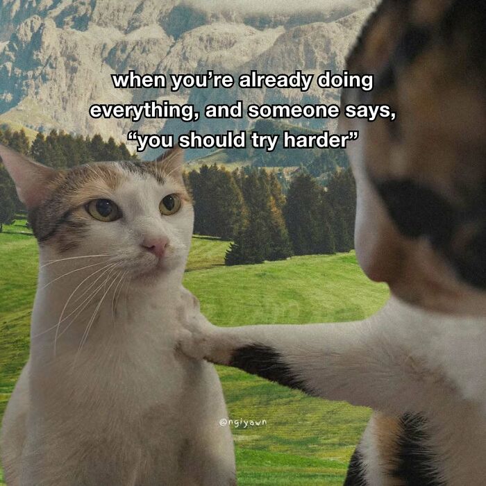 89 Relatable Cat Memes That Might Make You Say &ldquo;Honestly, Same&rdquo;