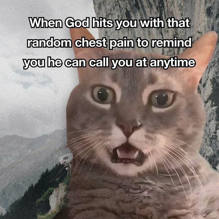 89 Relatable Cat Memes That Might Make You Say &ldquo;Honestly, Same&rdquo;