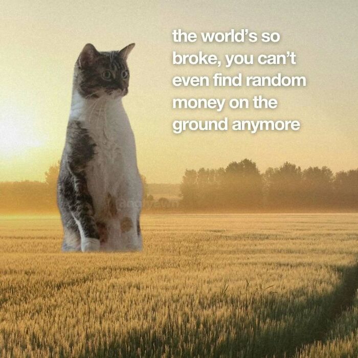 89 Relatable Cat Memes That Might Make You Say &ldquo;Honestly, Same&rdquo;