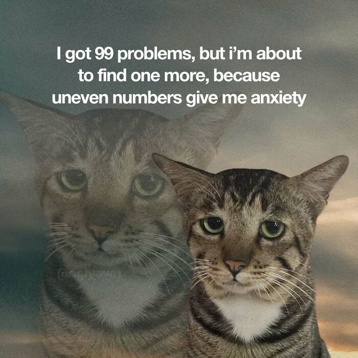 89 Relatable Cat Memes That Might Make You Say &ldquo;Honestly, Same&rdquo;