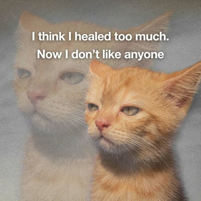 89 Relatable Cat Memes That Might Make You Say &ldquo;Honestly, Same&rdquo;
