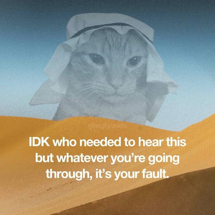 89 Relatable Cat Memes That Might Make You Say &ldquo;Honestly, Same&rdquo;